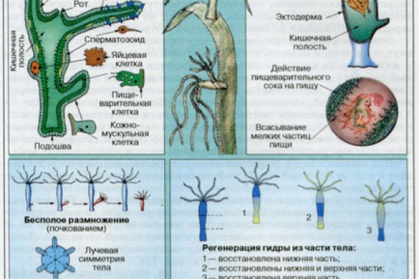 Кракен даркнет сайт ссылка