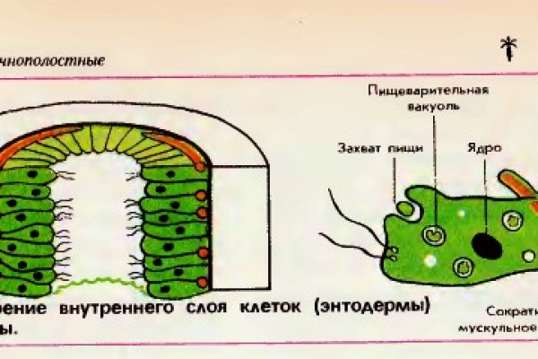 Пользователь не найден kraken