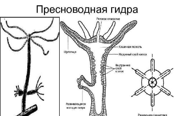 Ссылка кракен vtor run